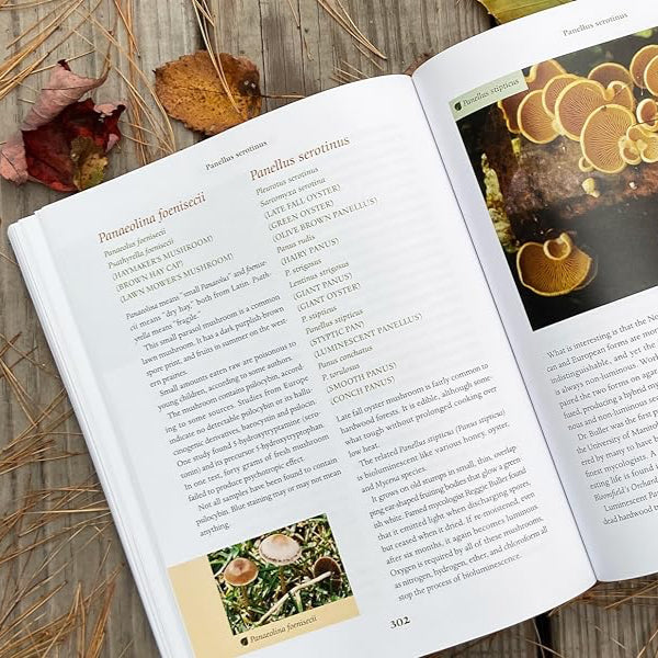 Medicinal Mushrooms - An immersive full day workshop with Robert Rogers