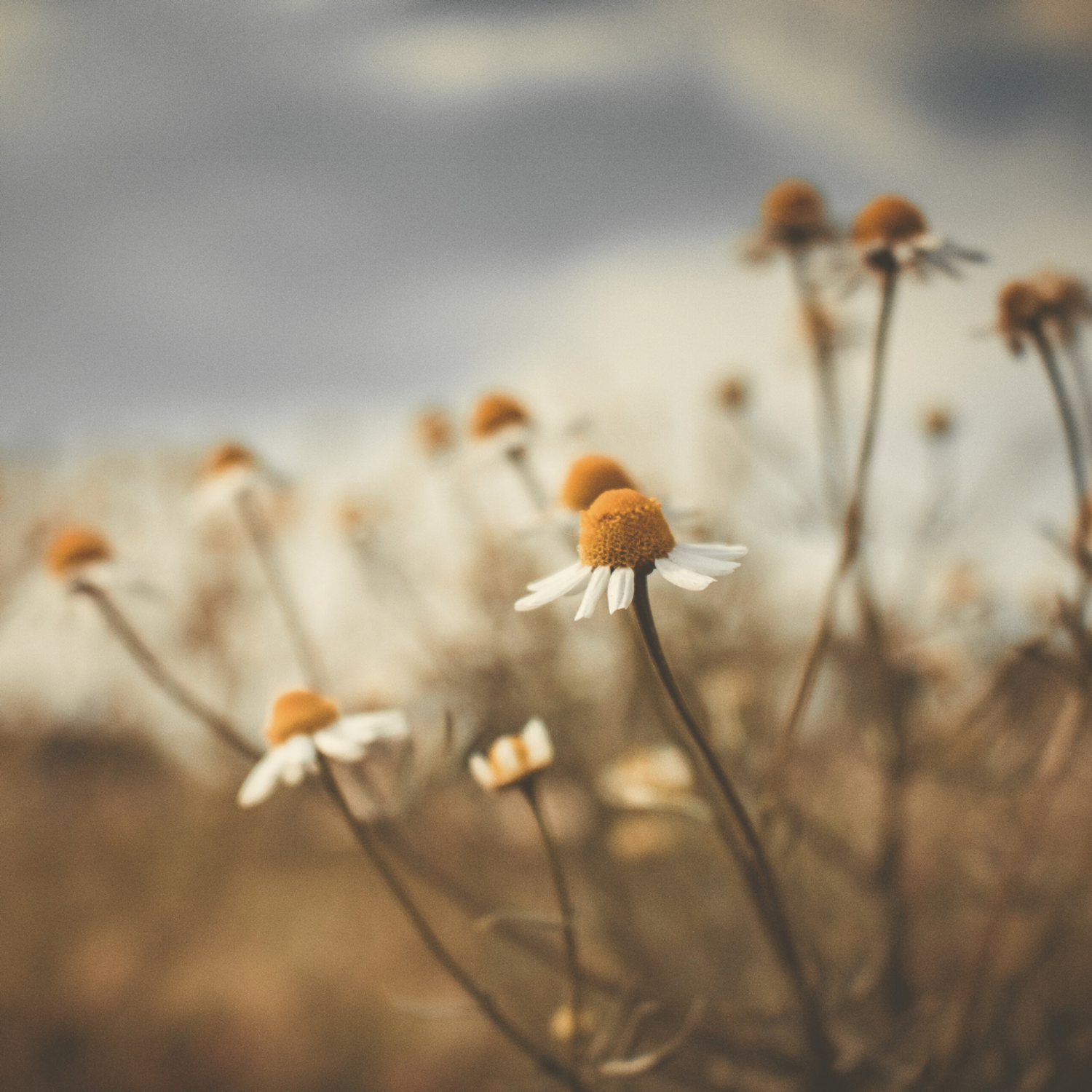 Close up of chamomile flowers growing on in warm sunlight.