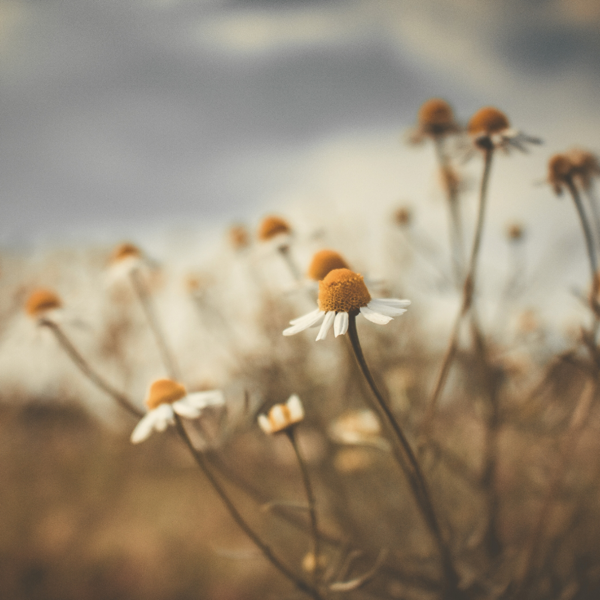 Close up of chamomile flowers growing on in warm sunlight.