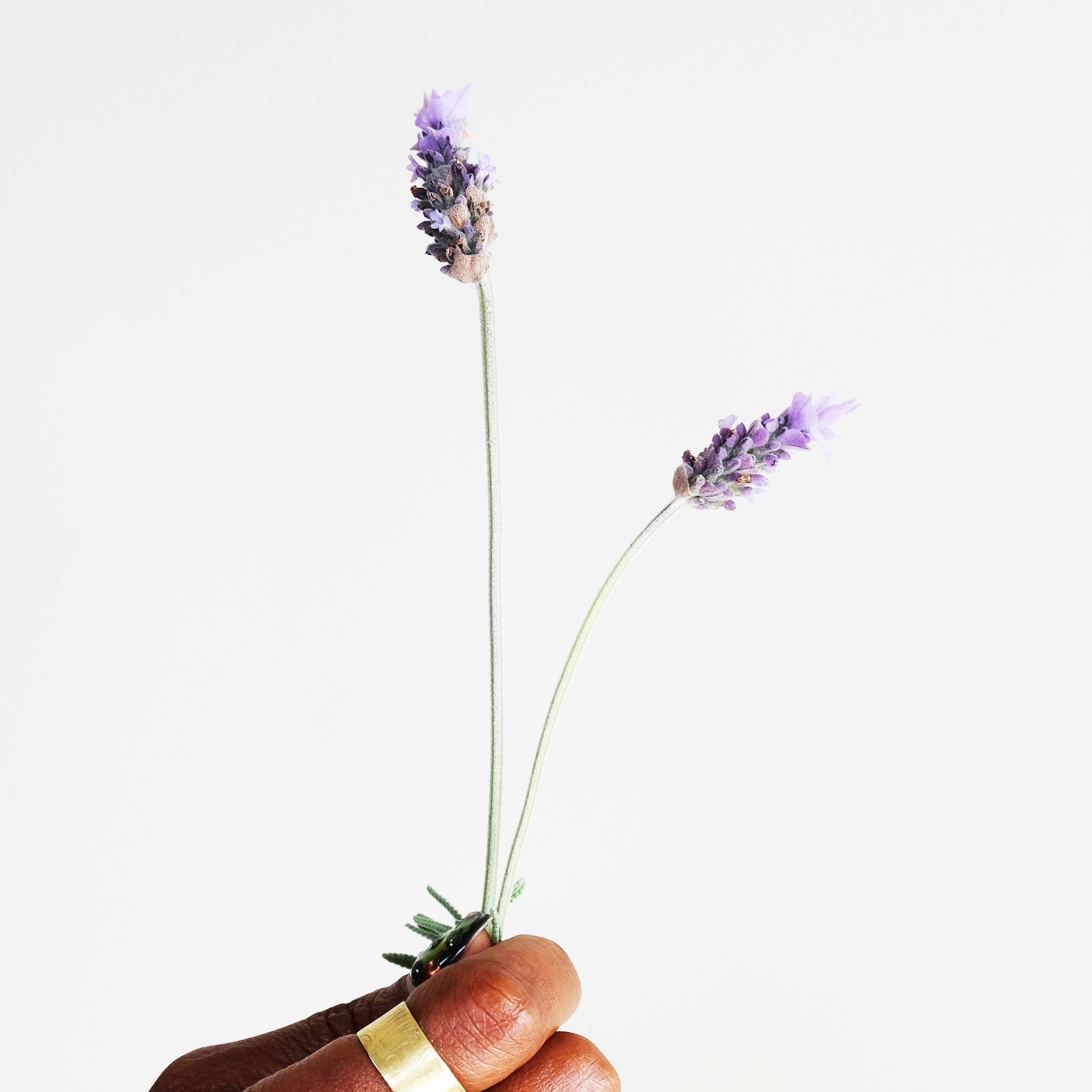 Gathered Gift Collection - Luna