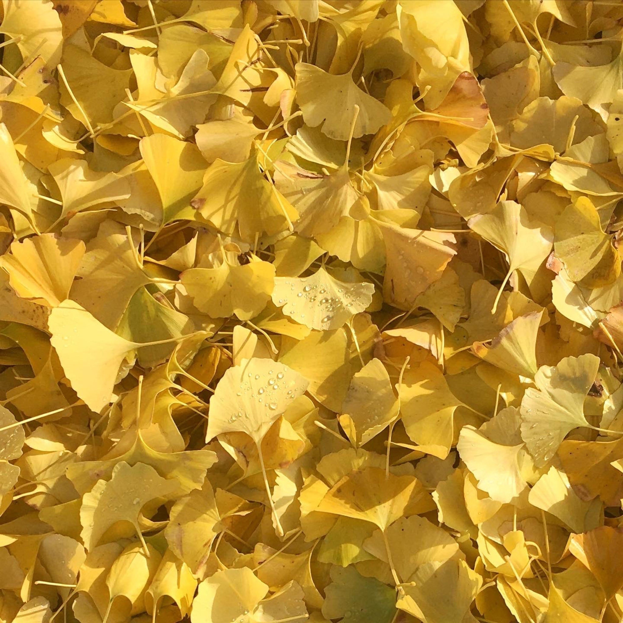 Ginkgo Tea