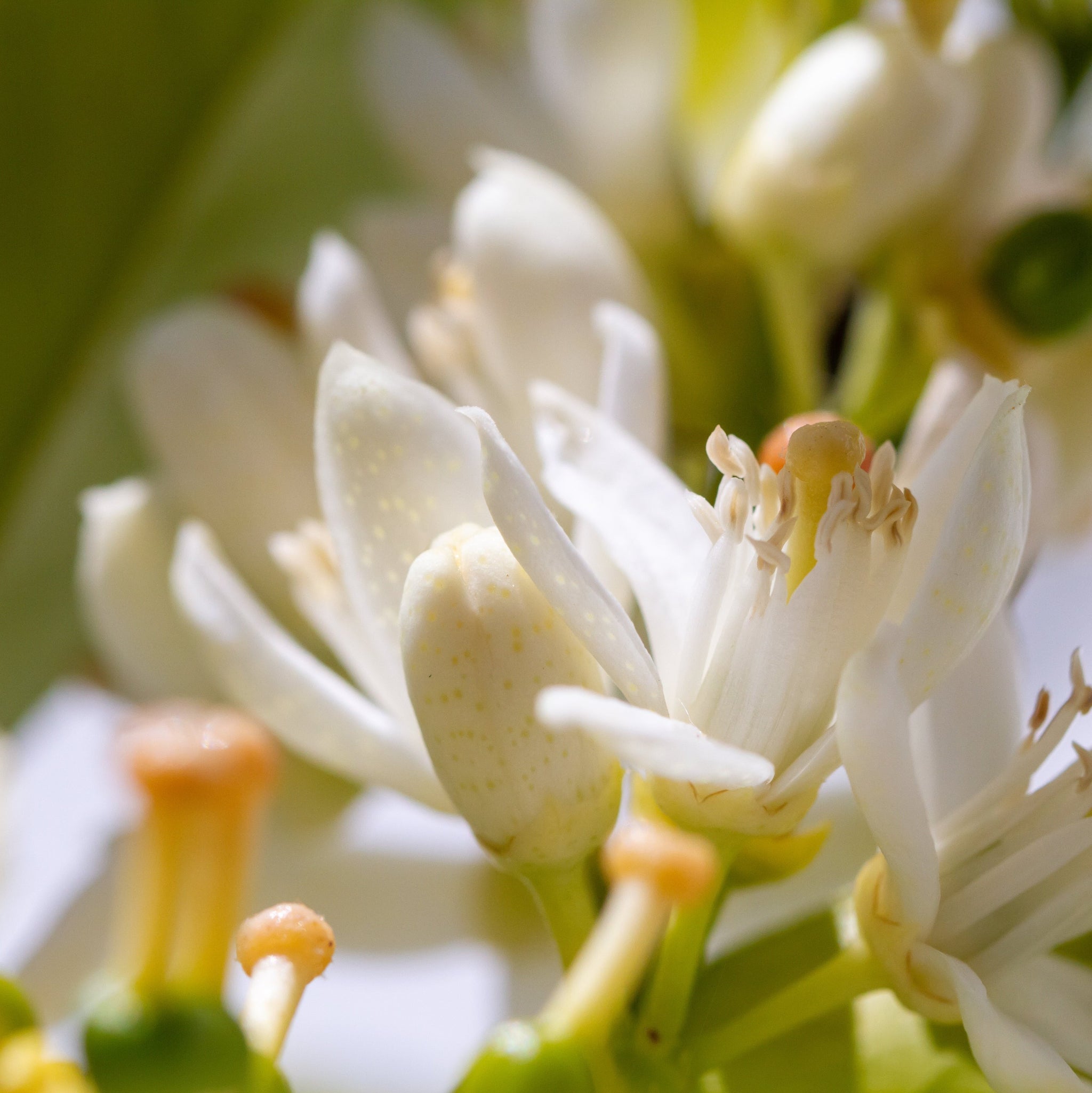 Delicate white blossoms of the orange tree in soft sunlight.