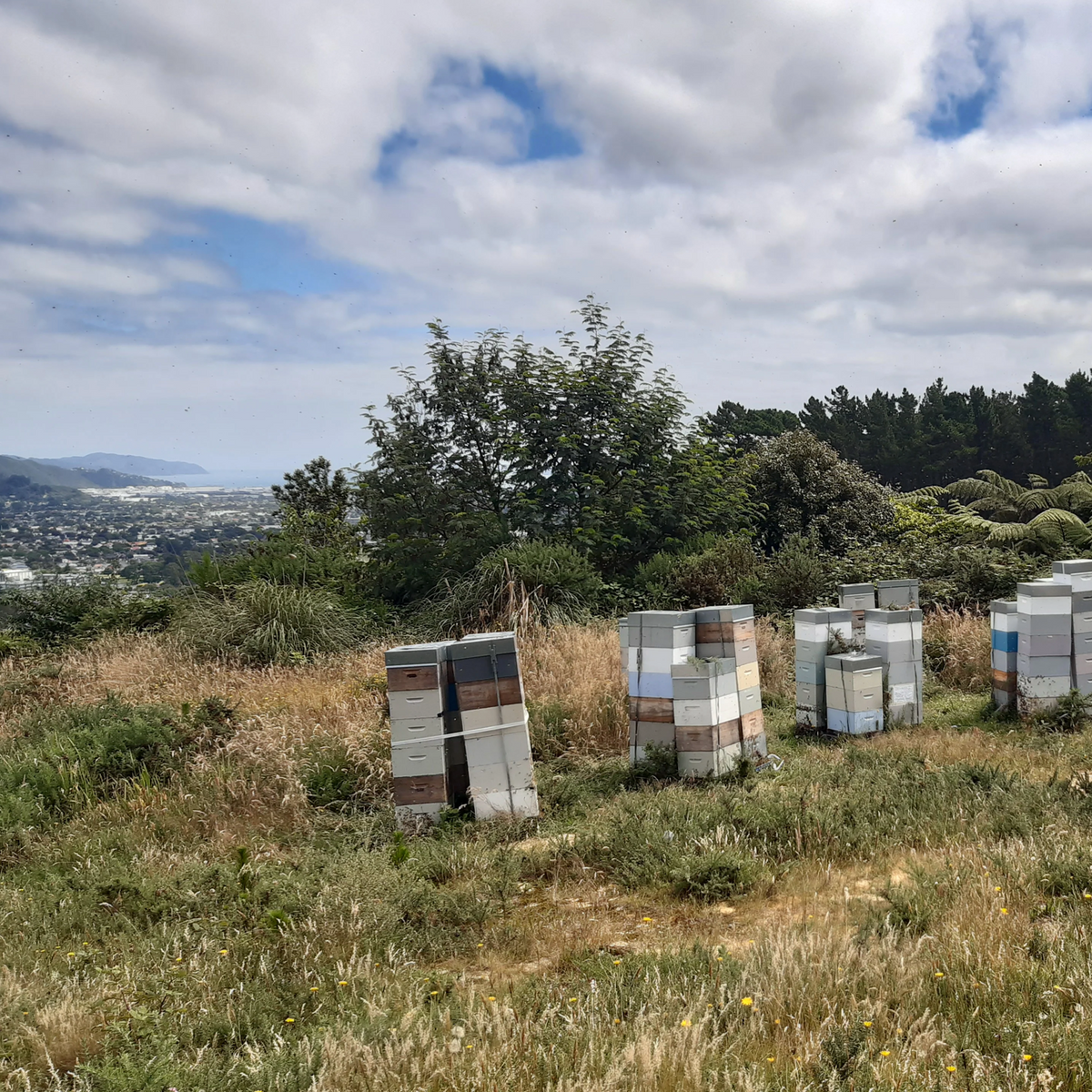Grafters Manuka Blend Raw Honey