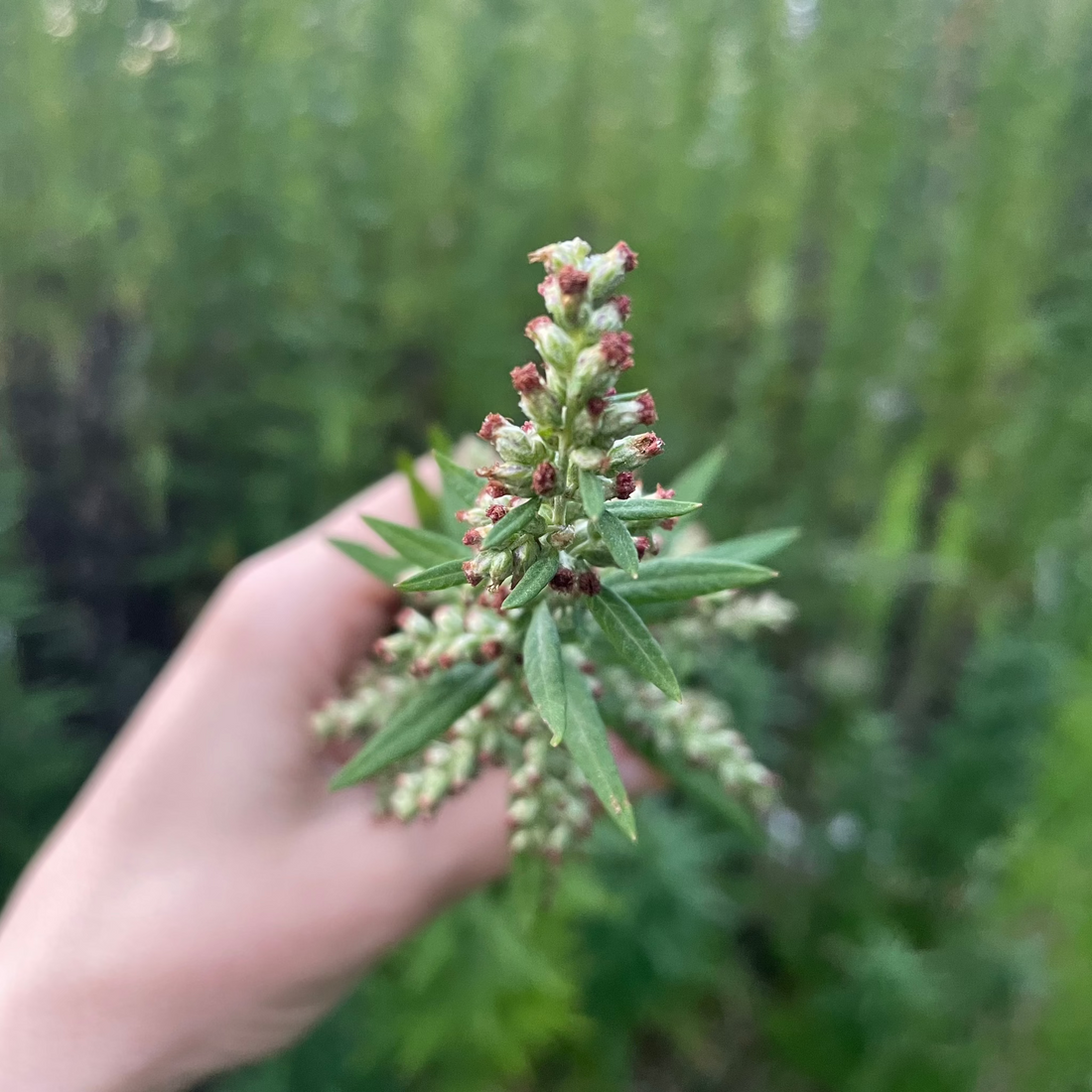 Close up of Mugwort in bloom.