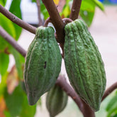 Two green cacao pods growing on a cacao tree.