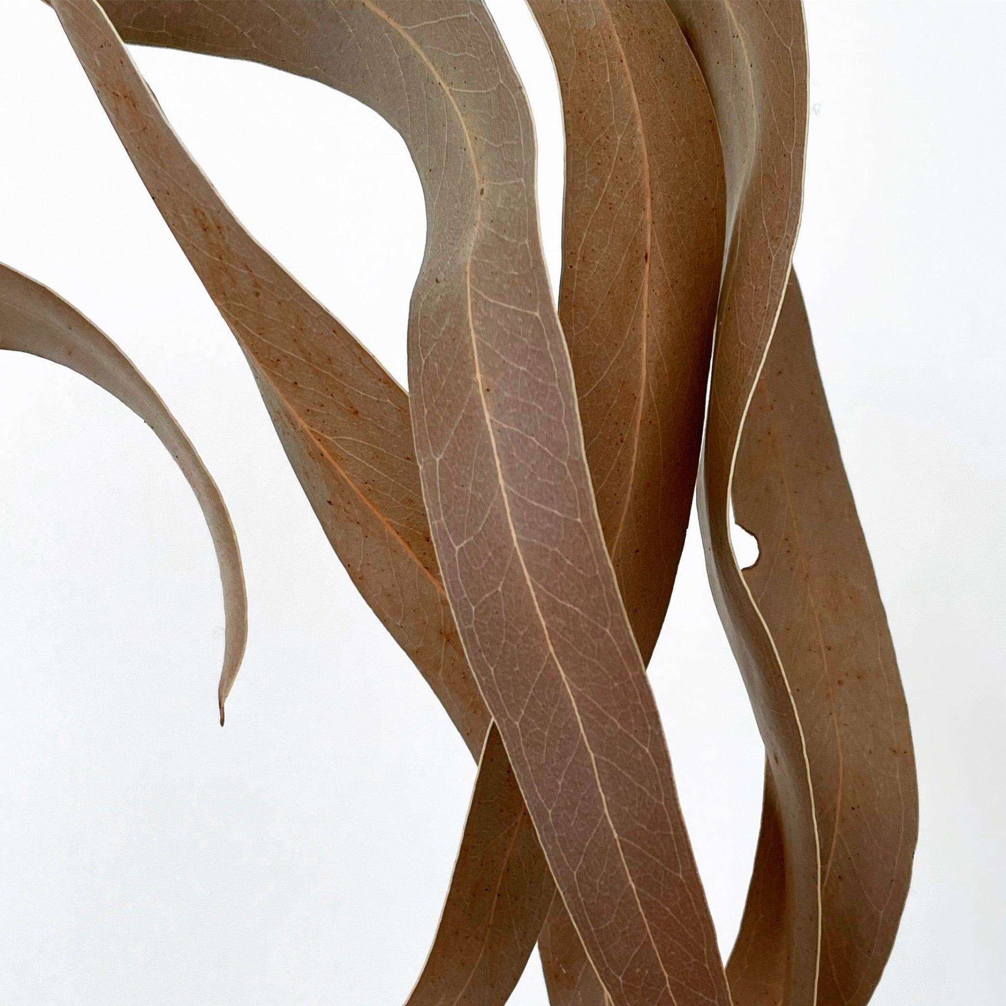 A close up of tendrils of eucalyptus leaves on white background.
