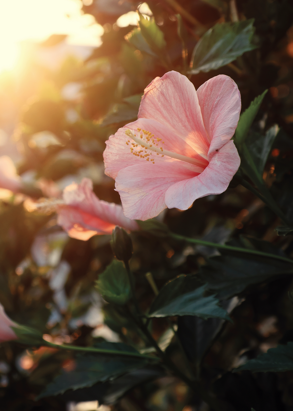 Beautiful blush pink hibiscus flowers blooming in the golden light of a sunrise.