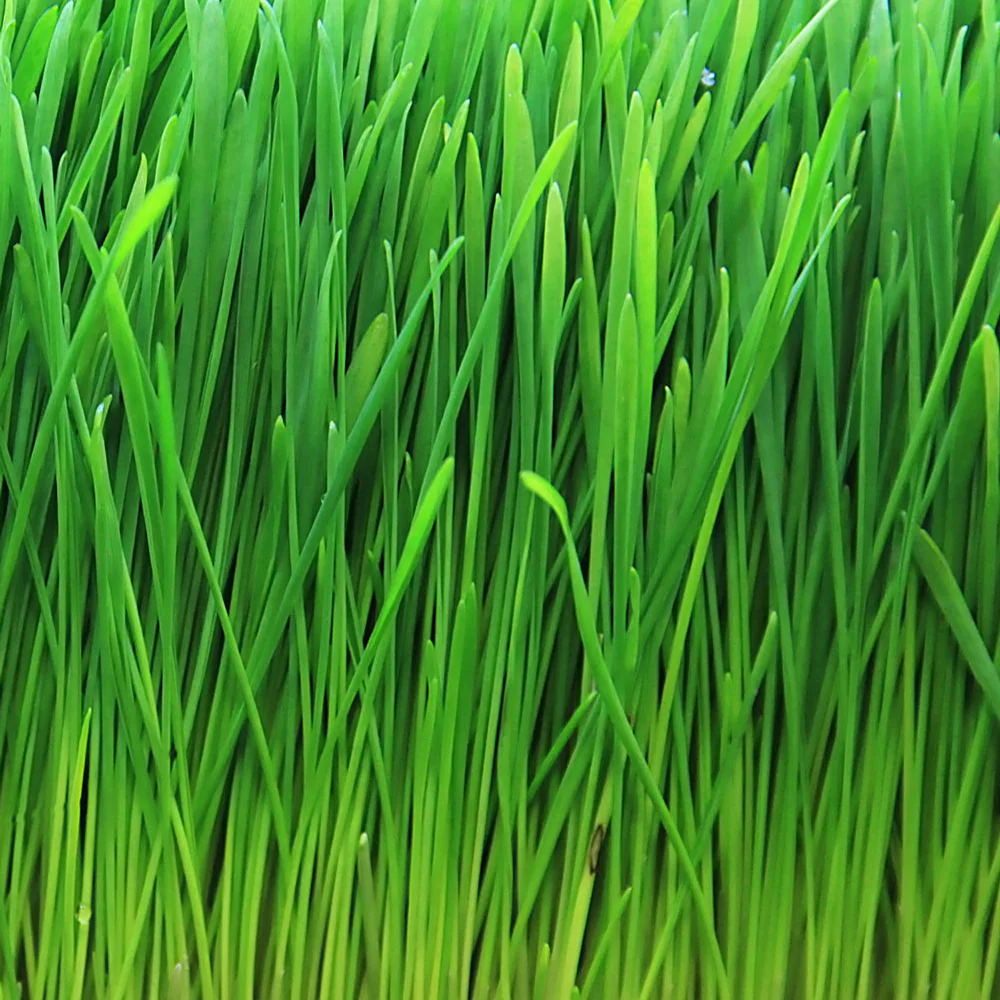 Goddess Greens