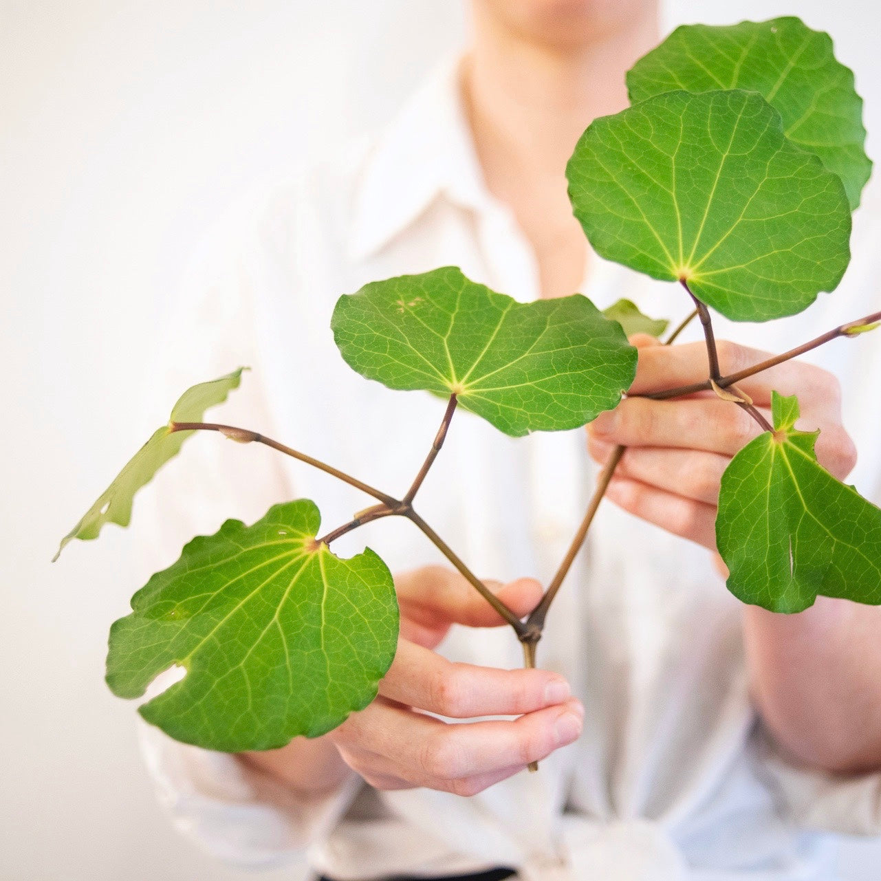 Gathered Gift Collection - Verdant