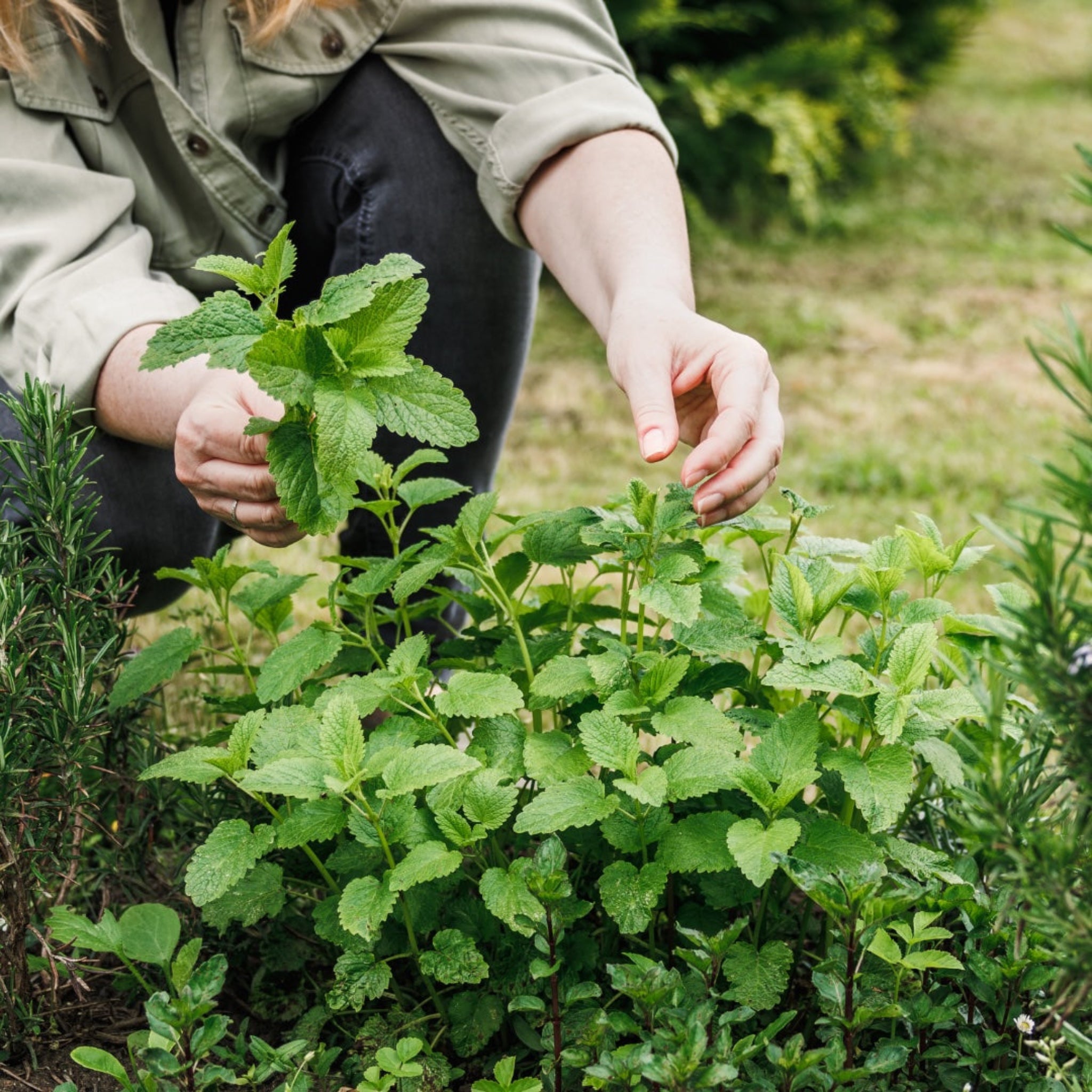 A woman picking Lemon Balm leaves fresh out of a herb garden.