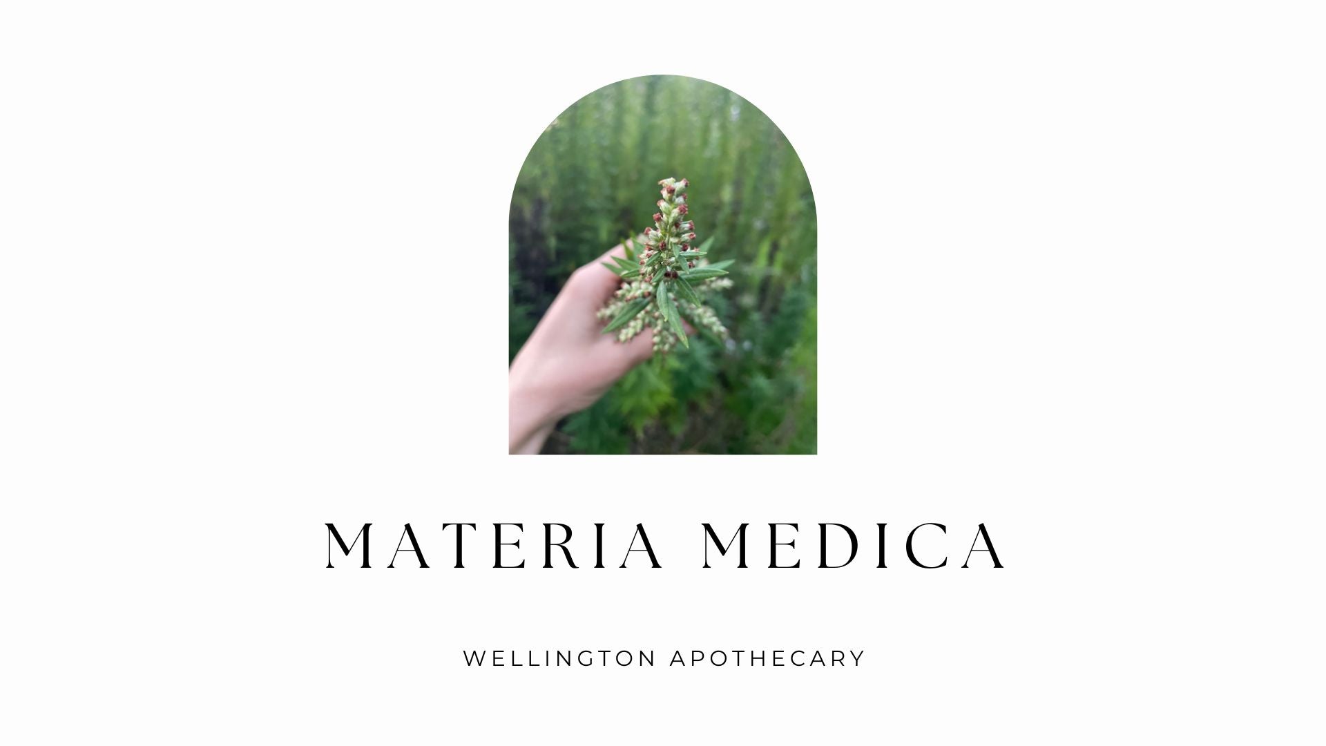 The cover of the Materia Medica e-book with an image of Mugwort in bloom.