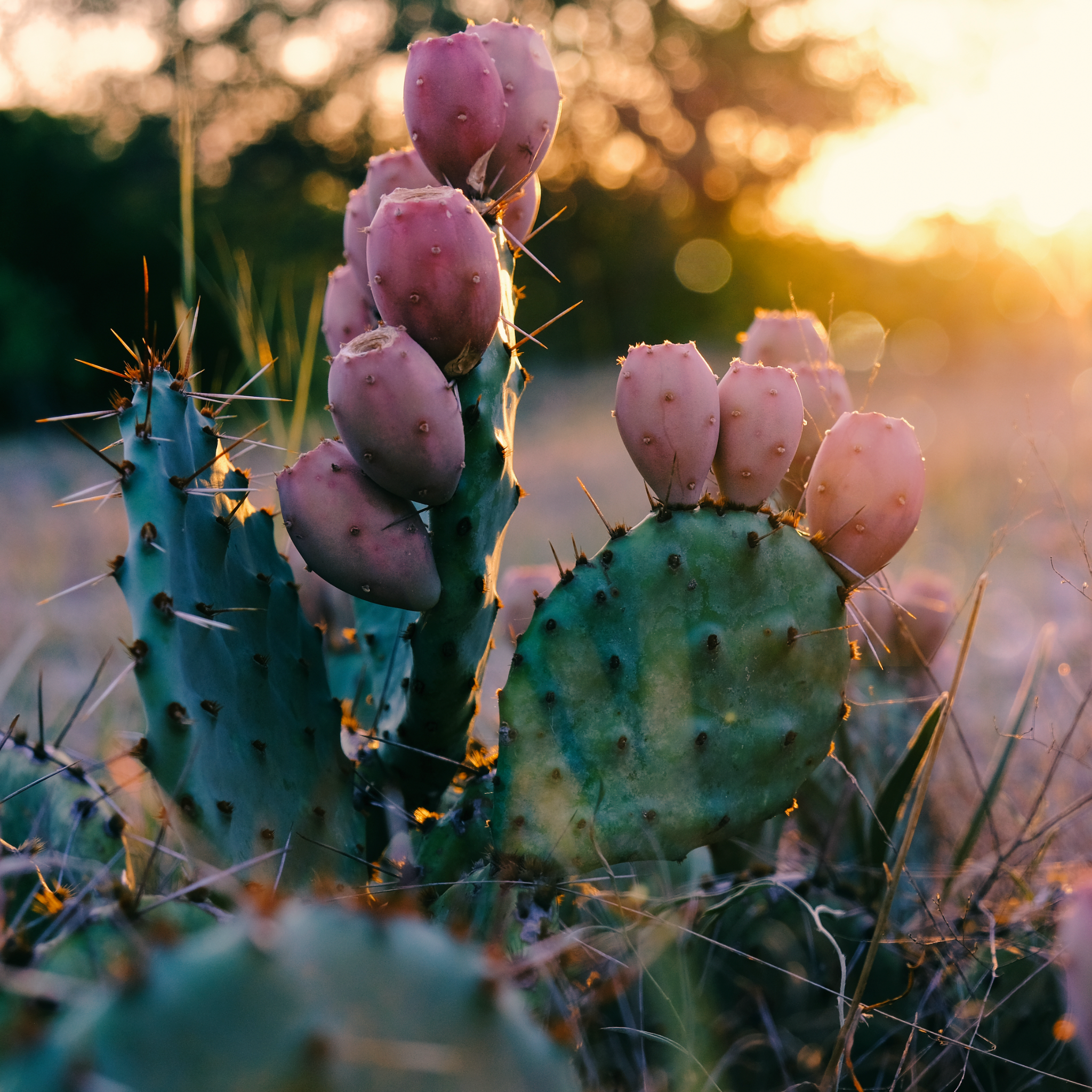 Prickly pear cactus with fruit in the golden light of sunset.