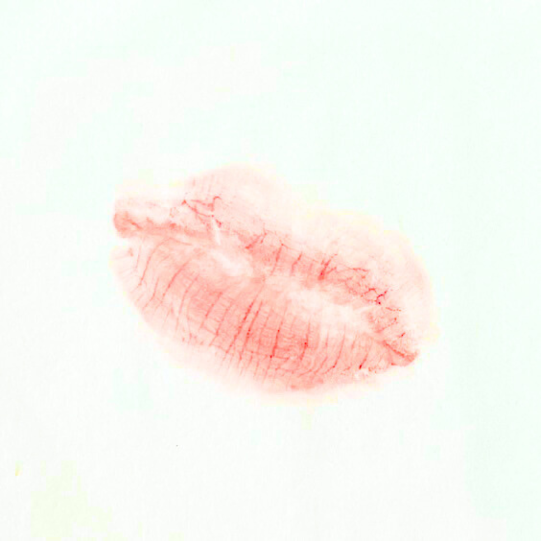 Pouted lip stain on tissue with Rosa lip tint.