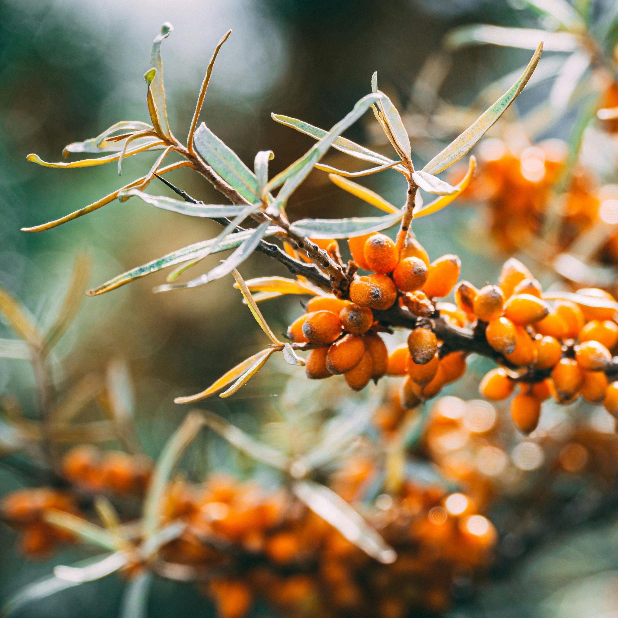 Close-up of orange berries on a branch with a blurred natural background