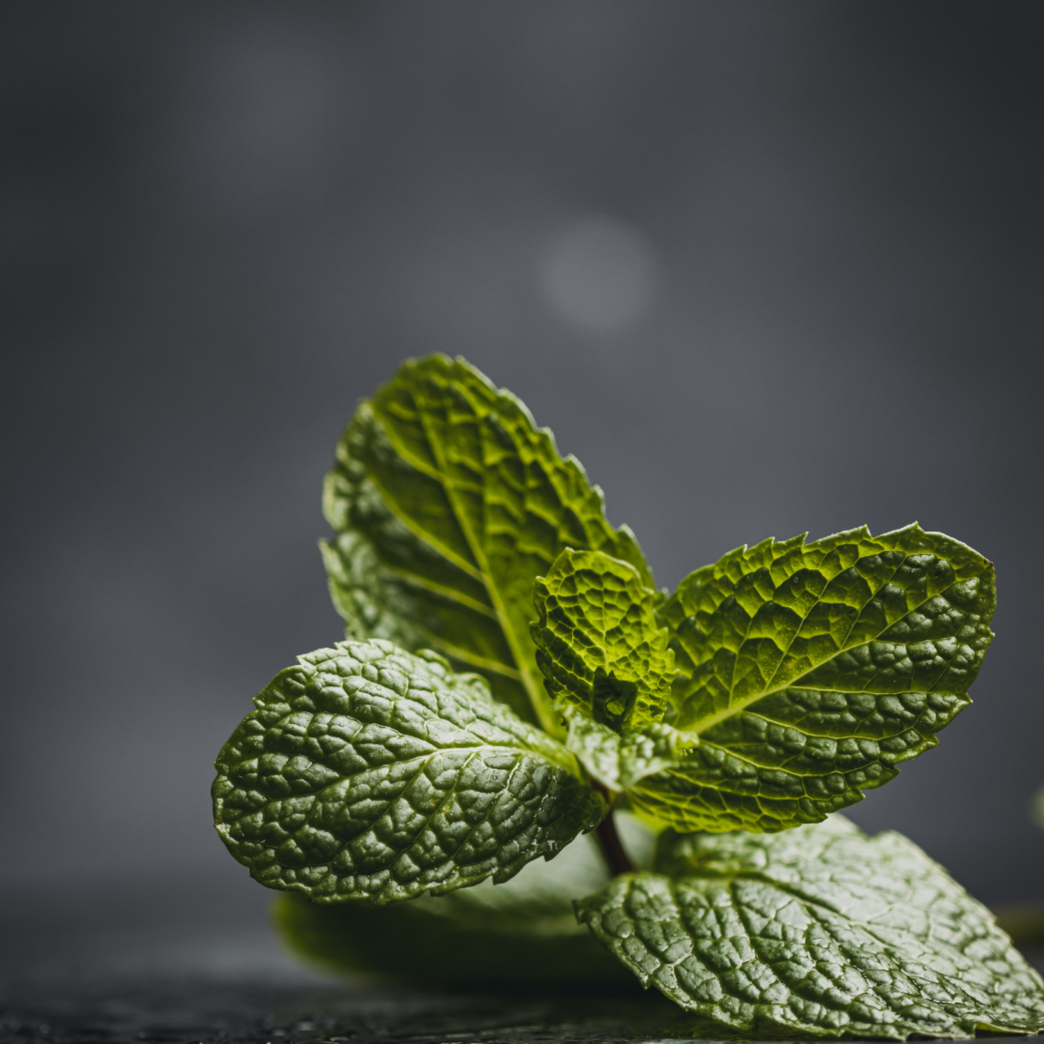 A sprig of spearmint on a bench with grey background.
