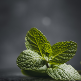 A sprig of spearmint on a bench with grey background.