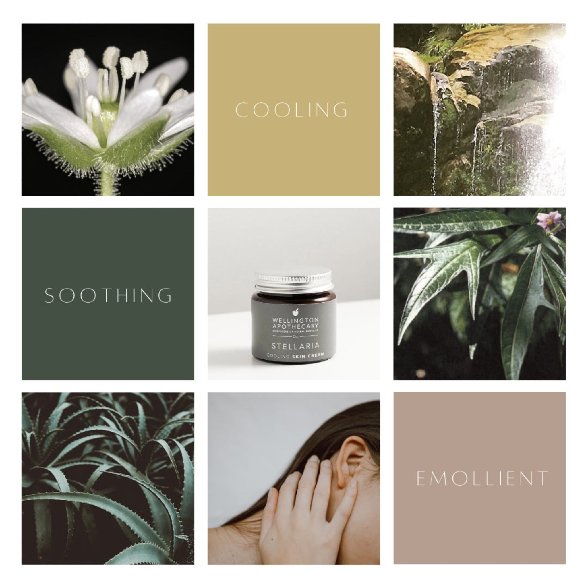 A nine grid collage of images including a stellaria flower, waterfall, poroporo, aloe vera and the words &