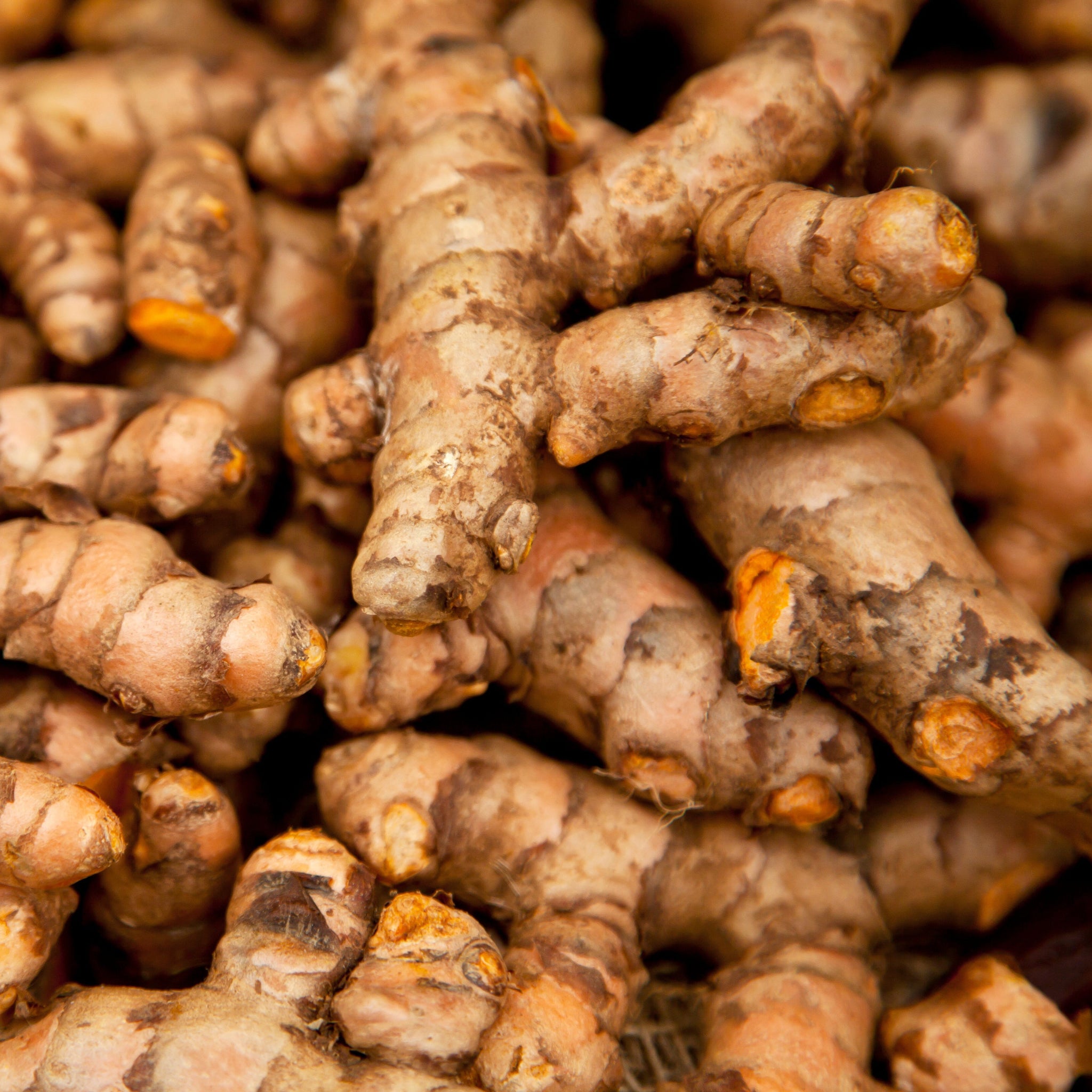 Close-up of a pile of turmeric roots