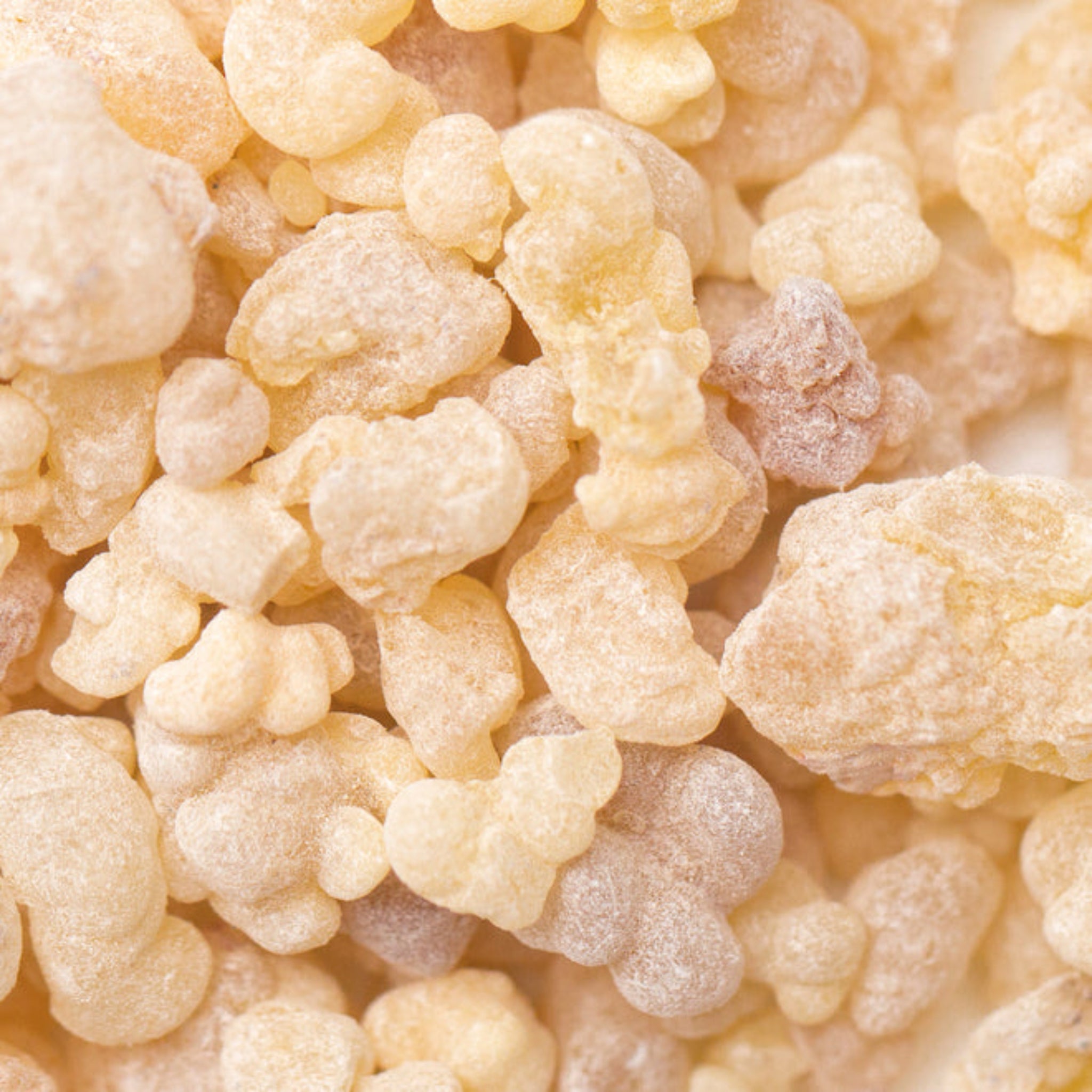 Close up of frankincense gum nuggets.