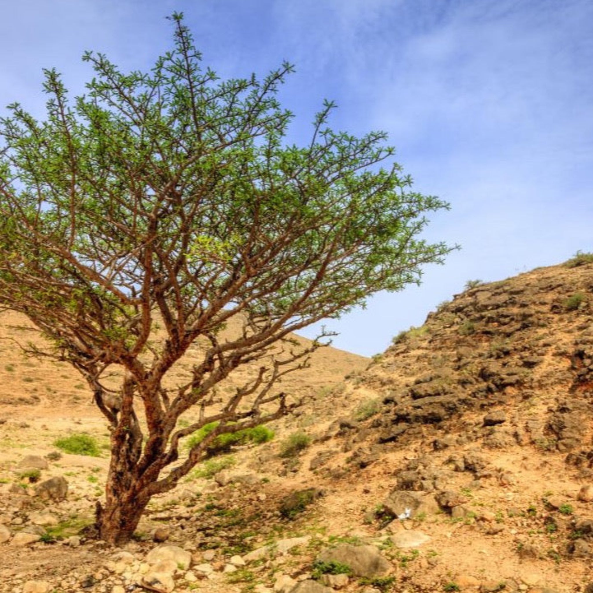 Frankincense tree, blue sky and arid ground.
