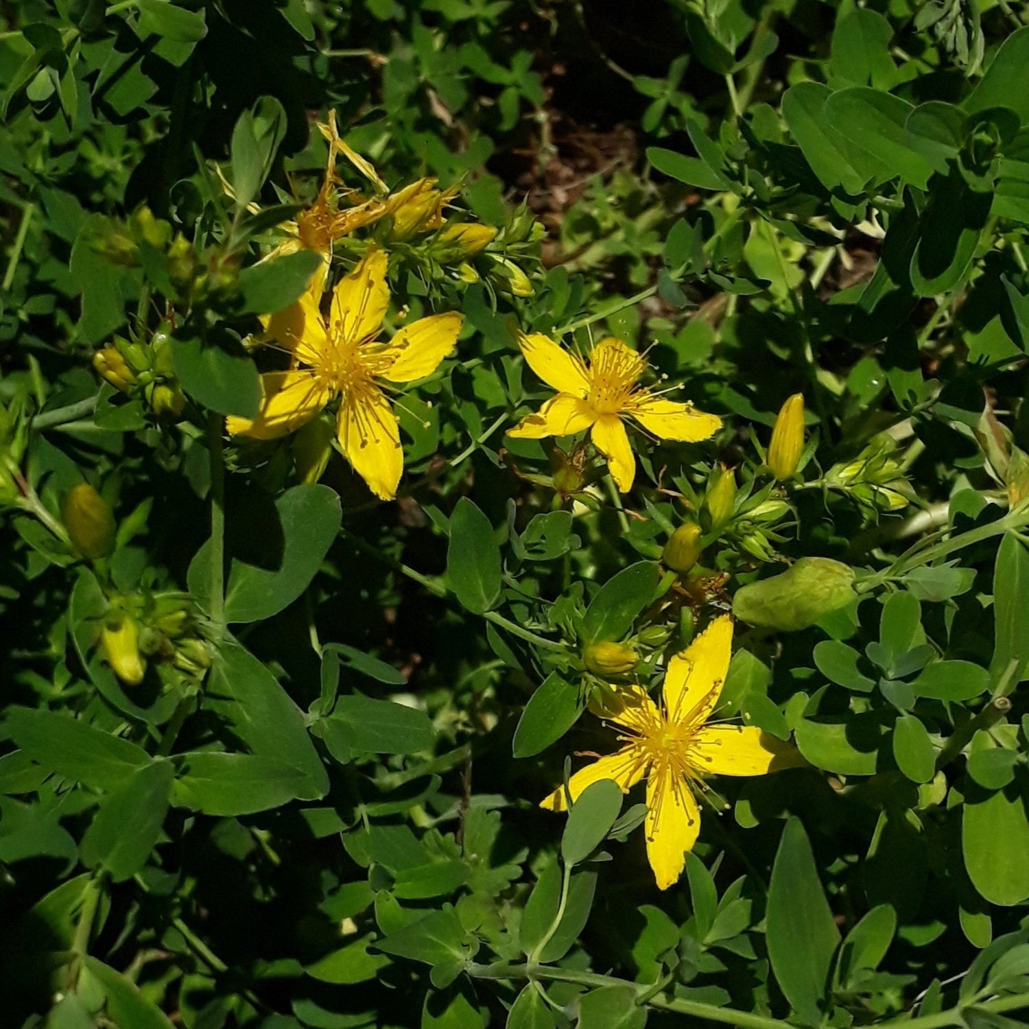 St Johns Wort Tea