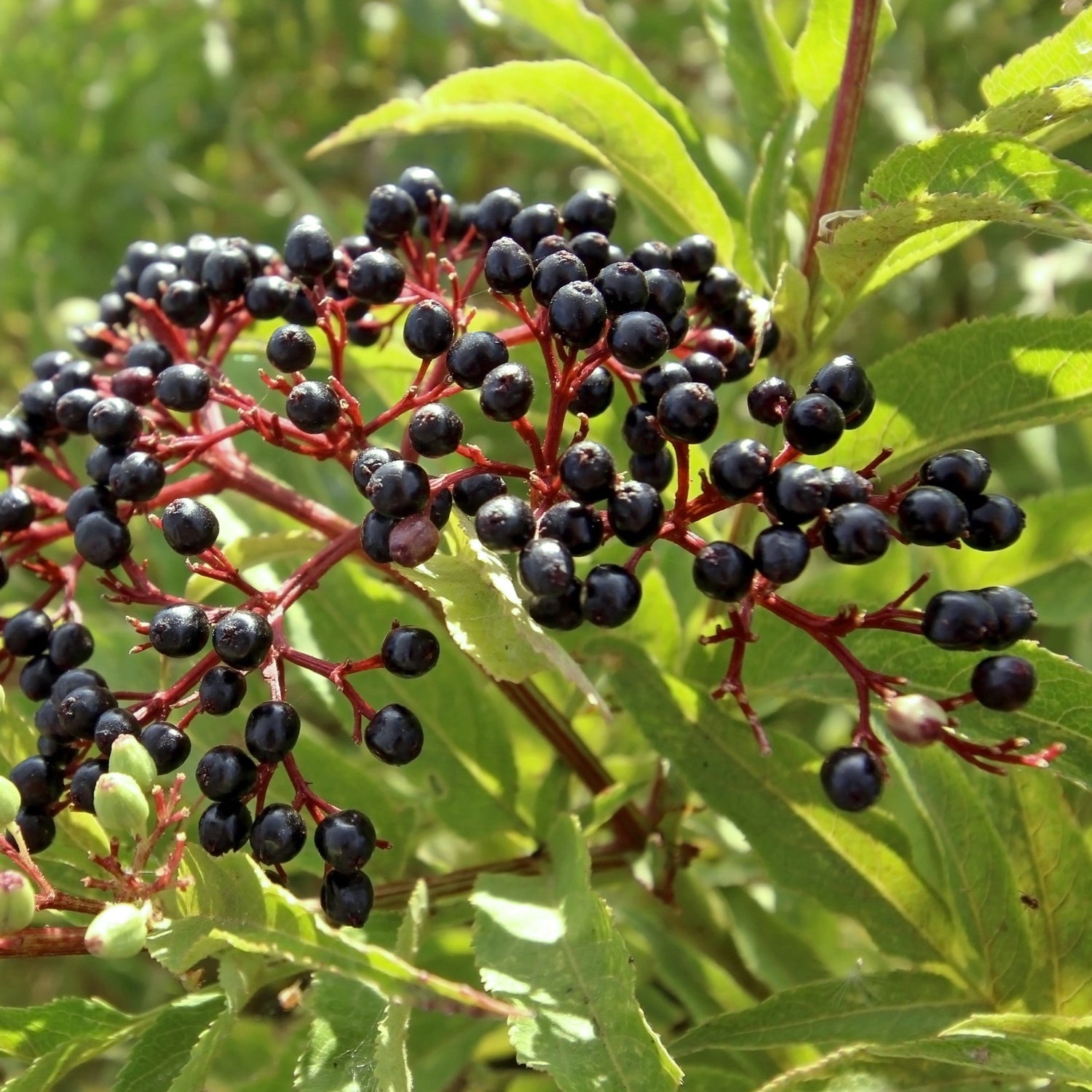 Elderberry Tea