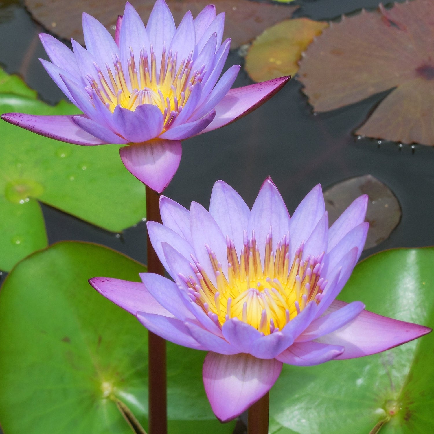 Two blue lotus lillies blooming in a pond.
