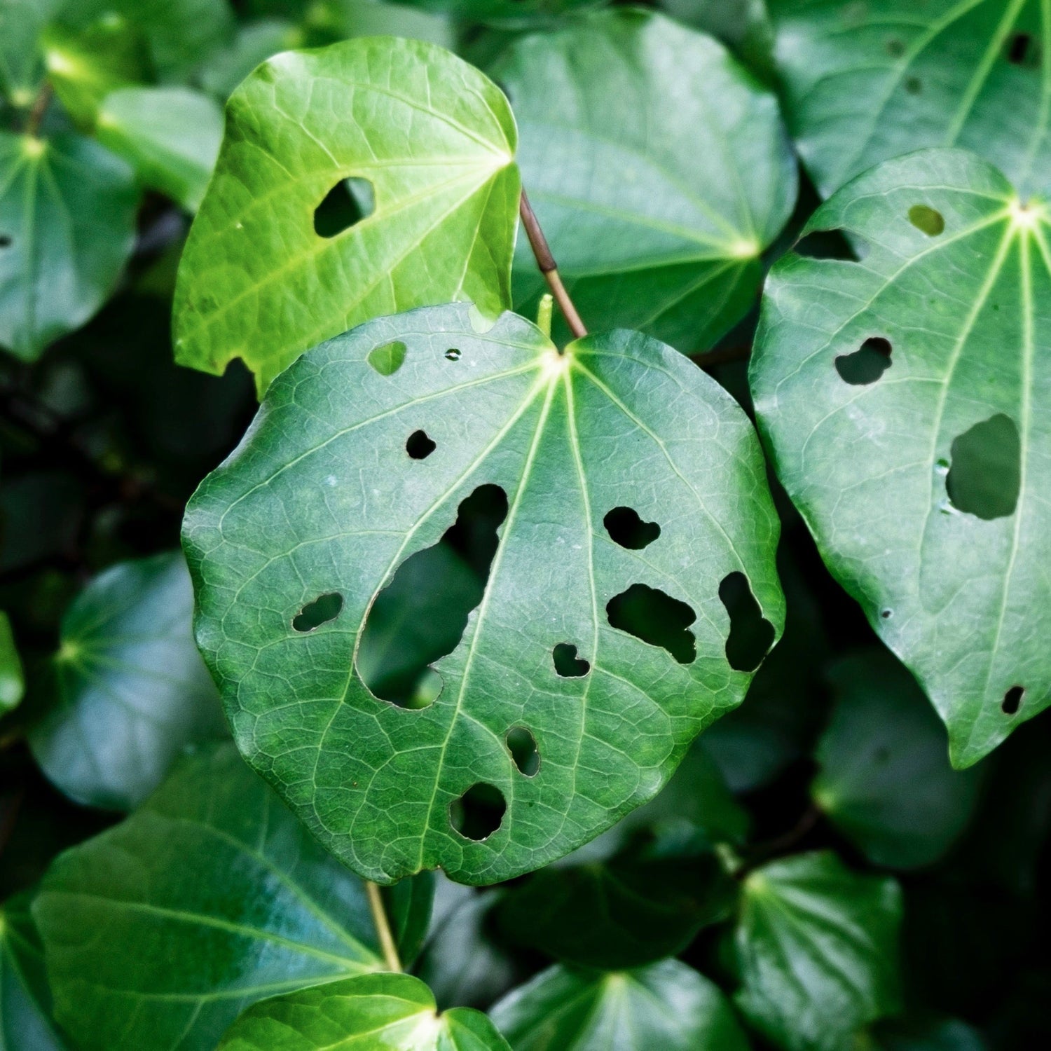 Close up of holey Kawakawa leaves.