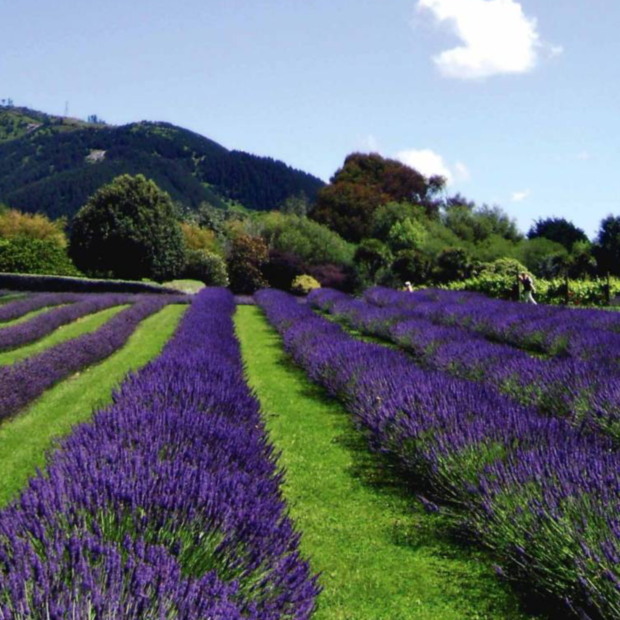 Rows on lavender in bloom on a sunny day.
