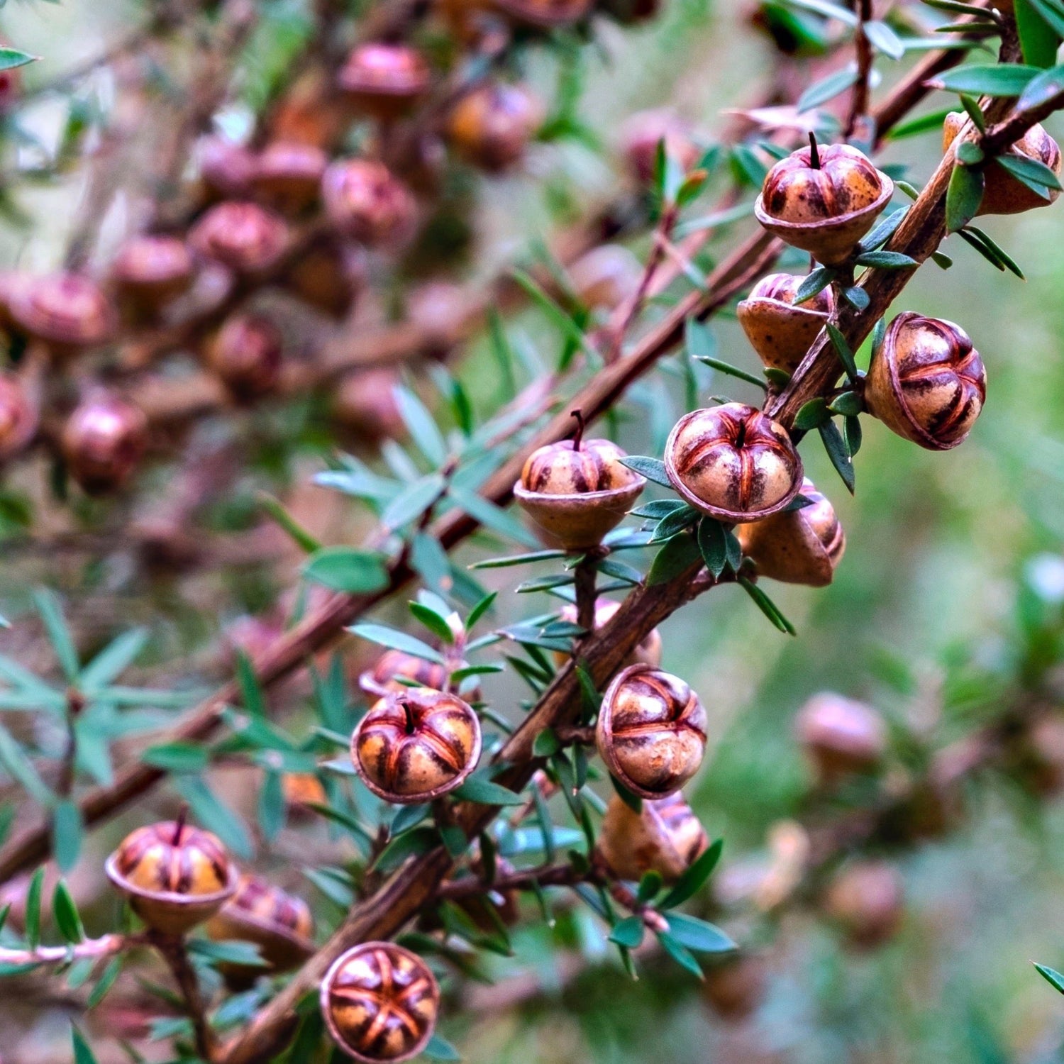 A close up of Mānuka branches covered in seed pods.