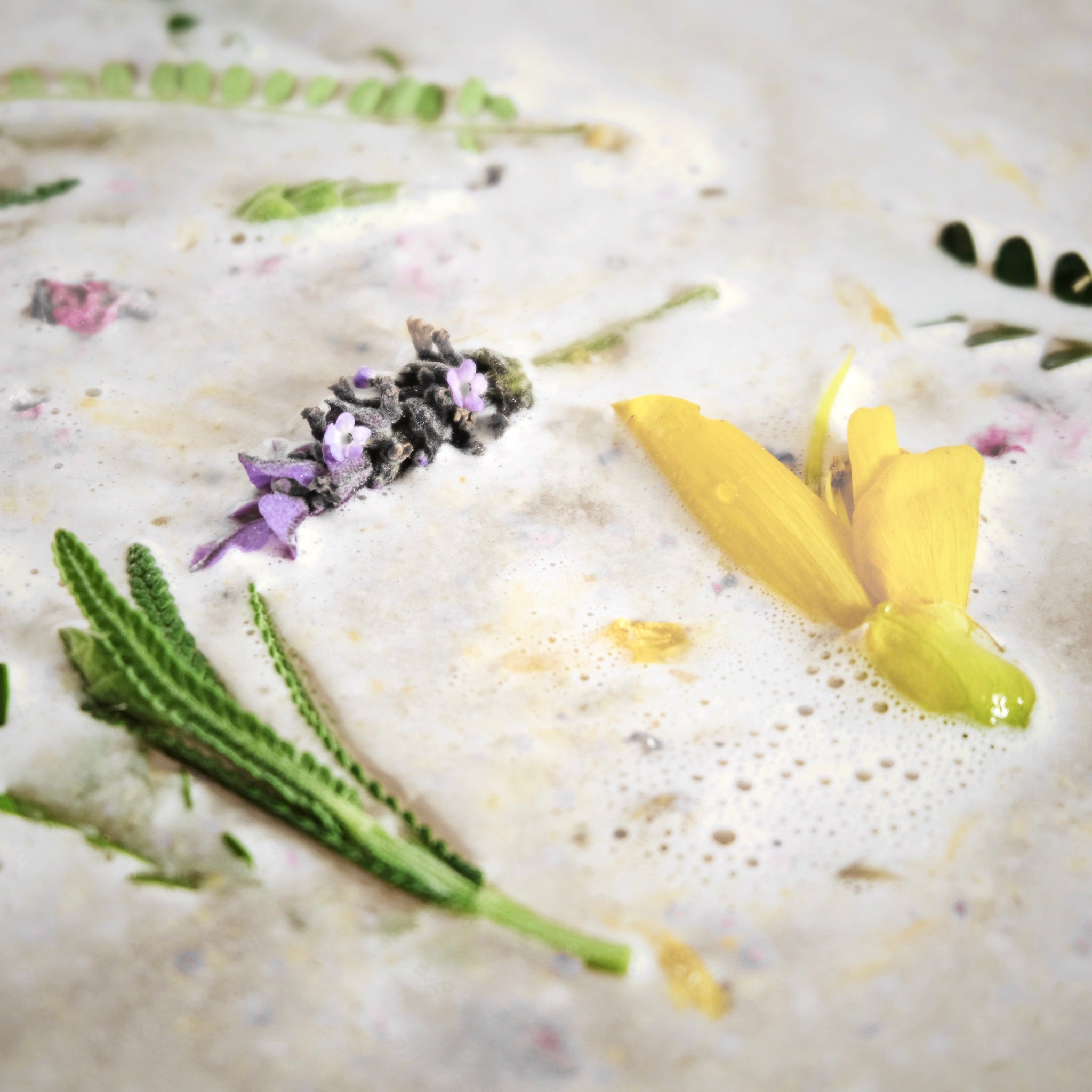 Close up of milky bath water with lavender and kōwhai flowers.