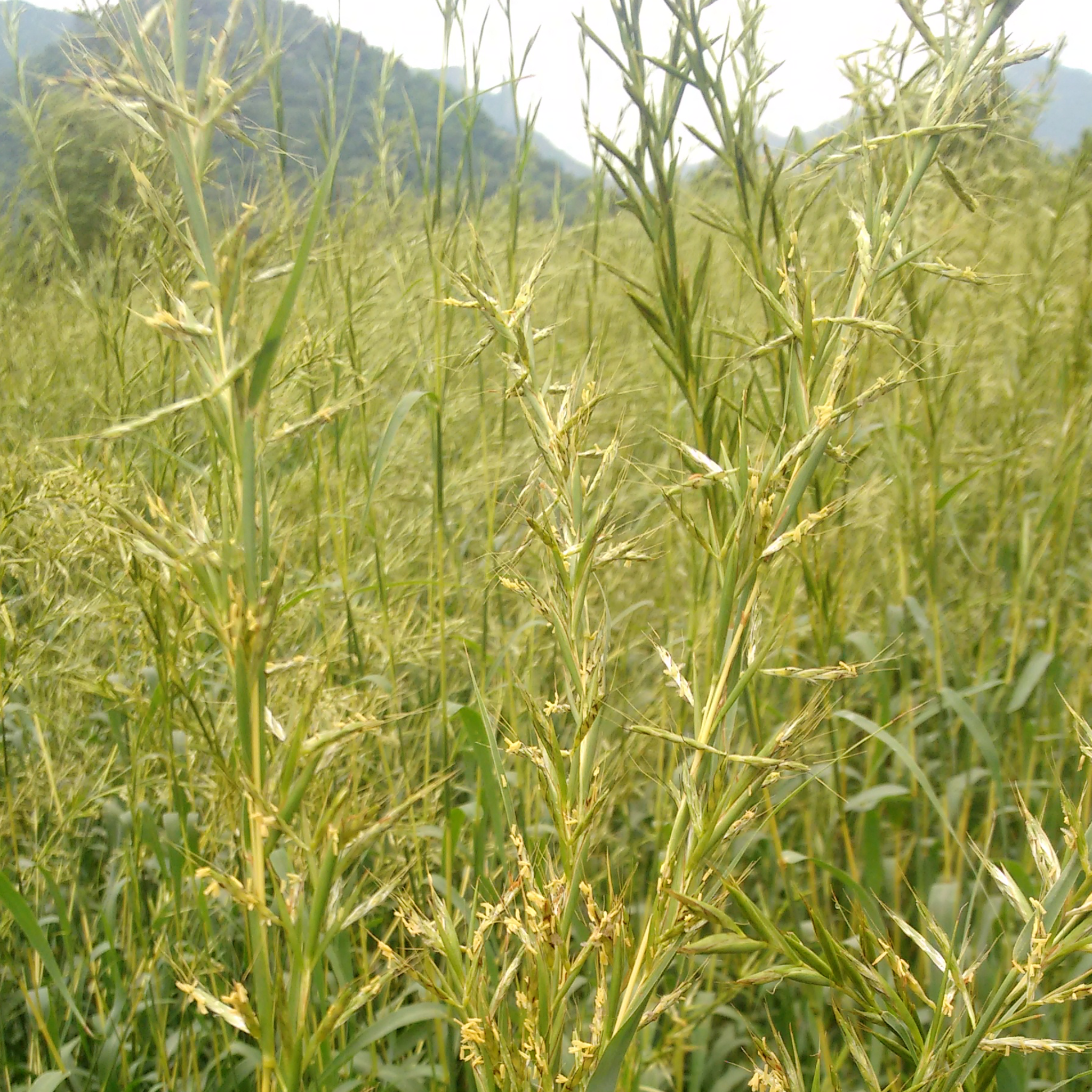 Palmarosa grass growing wild in a field.