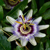 A passionflower in full bloom.