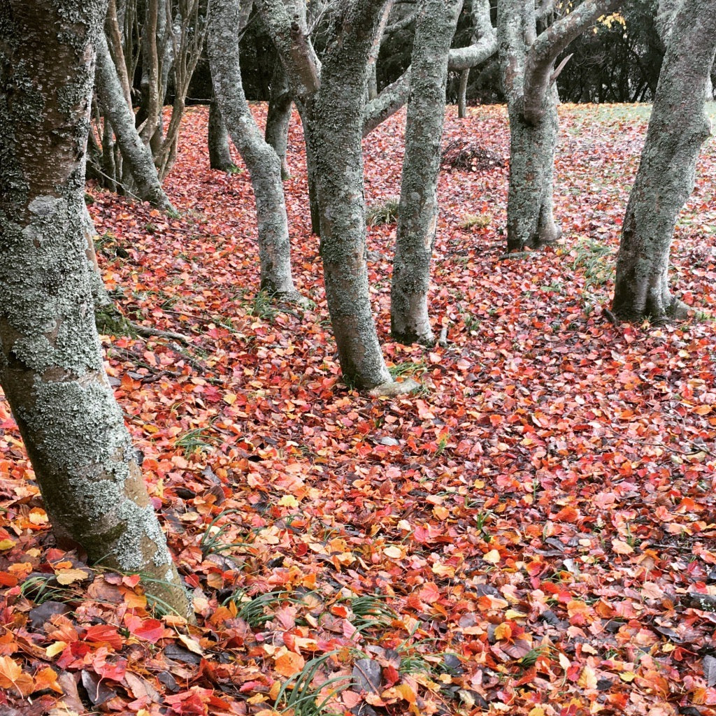 AUTUMN ADAPTATION