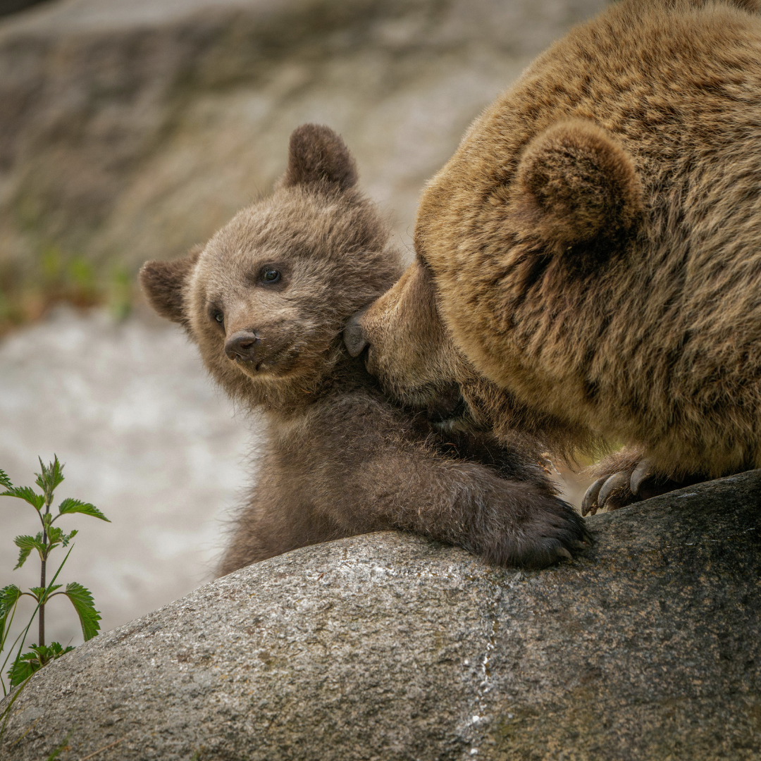 BEAR WITNESS