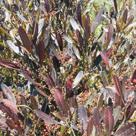 ETHNOBOTANY