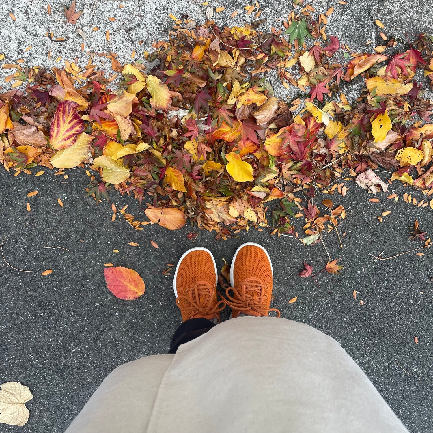 Autumn leaves and burnt orange sneakers on the pavement. 
