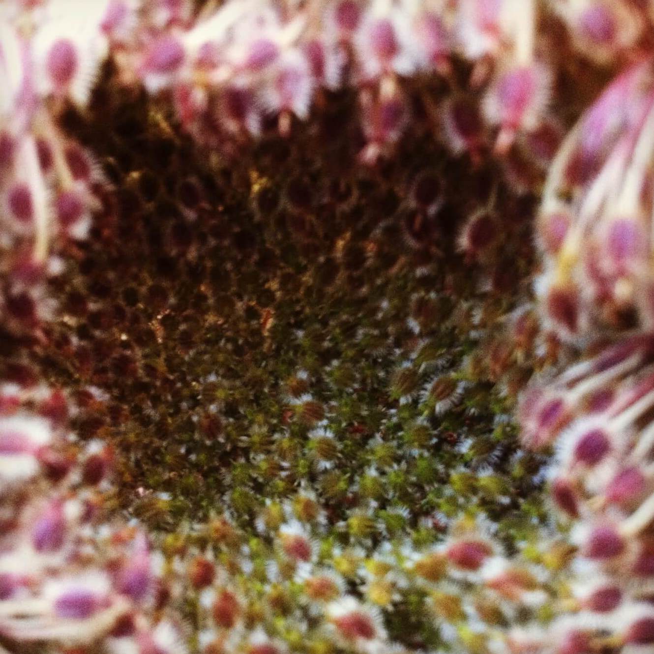 THIGMOMORPHOGENESIS