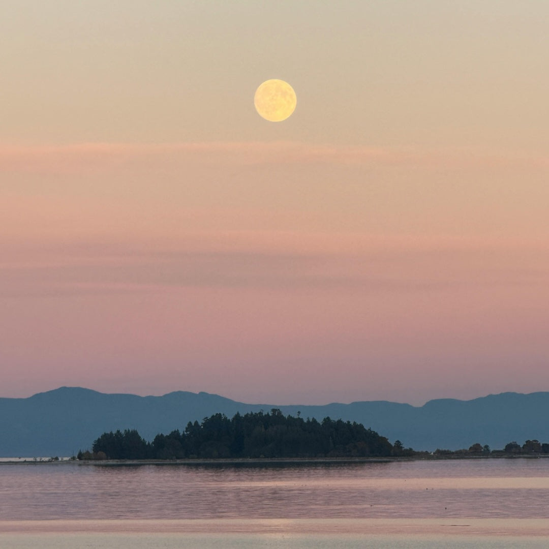 HARVEST MOON
