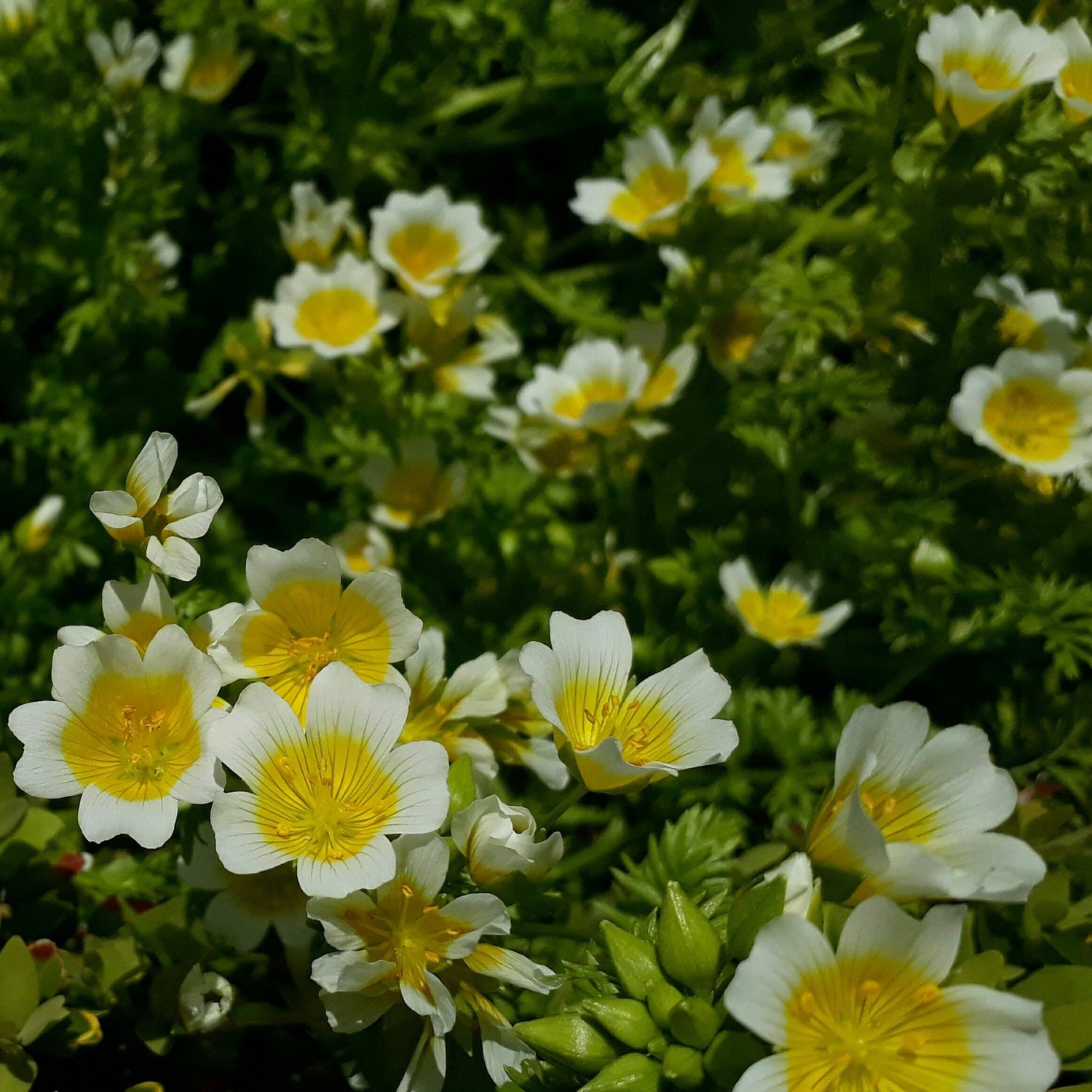 Meadow foam