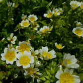 Meadow foam