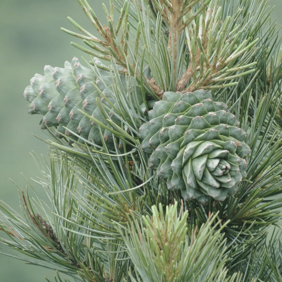 Close up of two cedarwood cones growing on a tree surrounded by cedarwood needles.