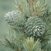 Close up of two cedarwood cones growing on a tree surrounded by cedarwood needles.