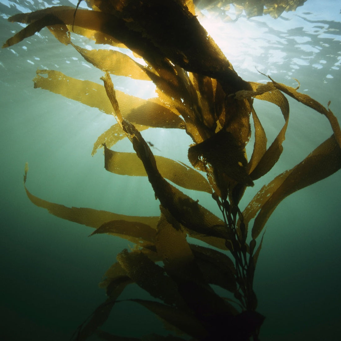 Underwater image of kelp tendrils swaying in glistening sunlit green ocean. 