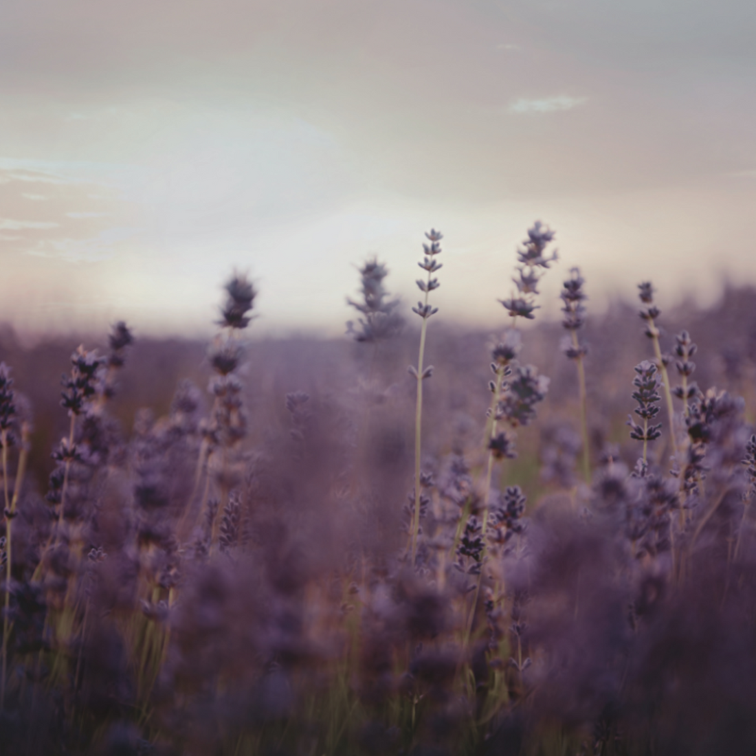 A purple field of lavender flowers.