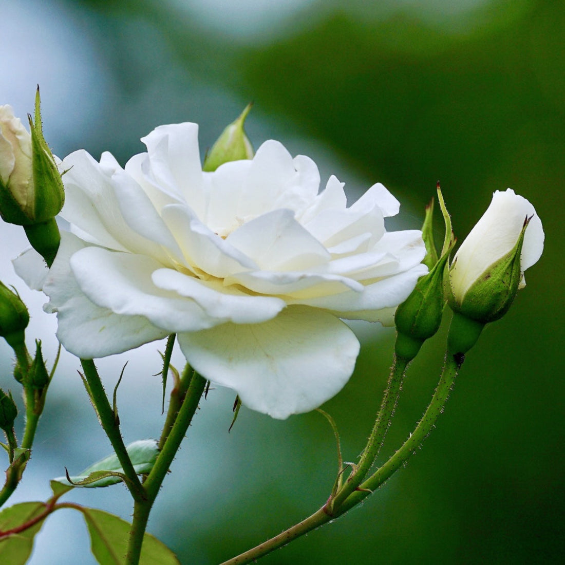 Open white rose with two small buds and vibrant green foliage. 