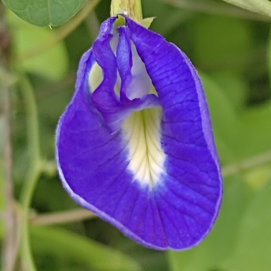 Butterfly Pea Tea