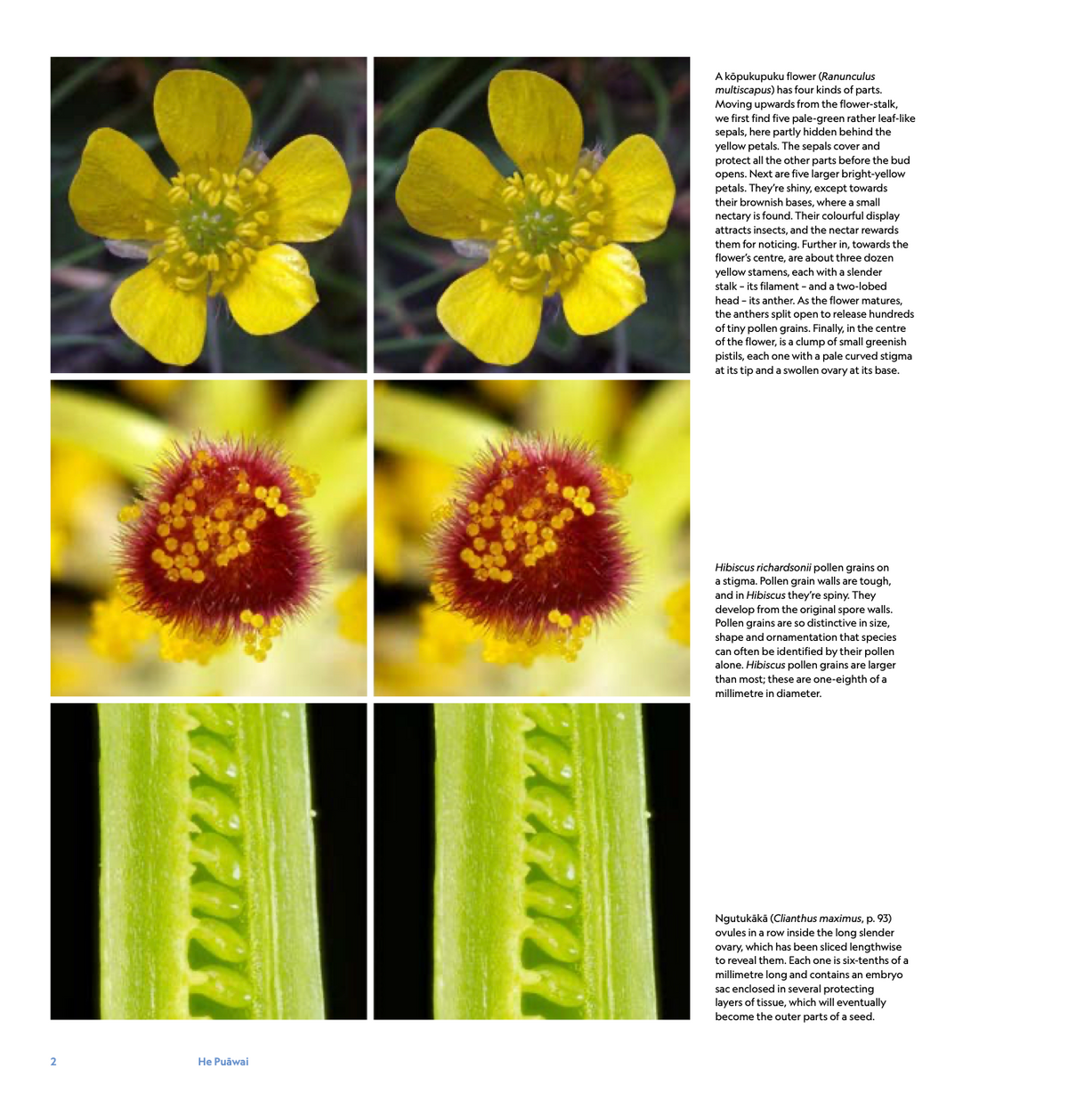 He Puāwai - A Natural History of New Zealand Flowers