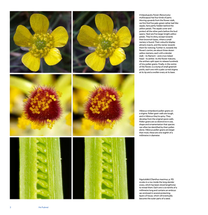 He Puāwai - A Natural History of New Zealand Flowers