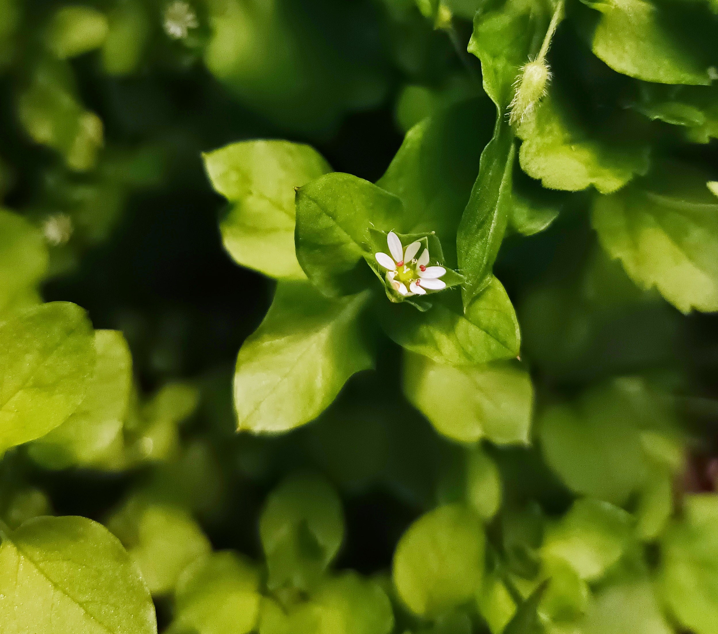 Close up photograph of Stellaria media flower